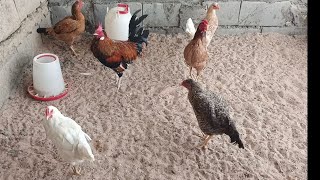 فديو رقم ٤ عمل هذا الأسبوع صيانة شبكة التقطير وترتيب  النخيل وأحواضها و شراء دجاج عربي 