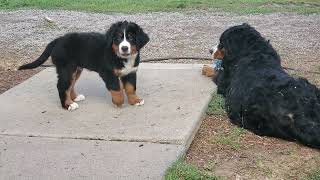 Lilly and Pups