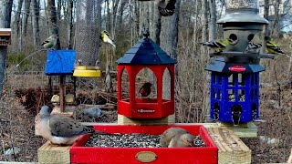 4K Live   Bird Feeder cam - Finches,  Rose-Breasted Grosbeaks, Cardinals, Orioles & more