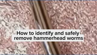 Think you spotted a hammerhead worm Watch this