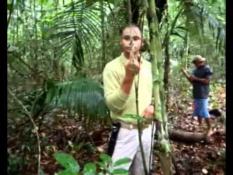 Sobrevivência na Floresta / Como Sobreviver na Selva? 