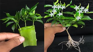 কীভাবে বালিতে কাটা থেকে মিনি টাগার বাড়ানো যায় /কাটিং থেকে মিনি টাগার বাড়ানো যায়