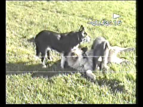 Sobarna dogs 1997 - "Our last summer"