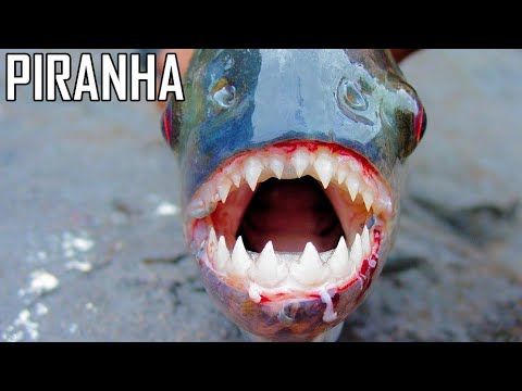 Video: O Piranha De Jumătate De Metru A Fost Prinsă într-un Râu Turc - Vedere Alternativă
