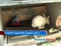 Police officials foster rabbits police