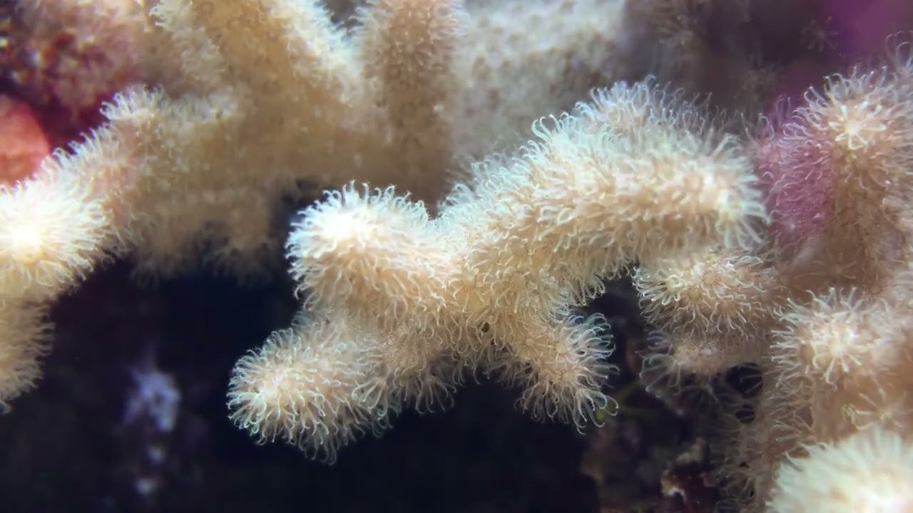 The Delicate Balance of Nature  A Journey Through Wildlife