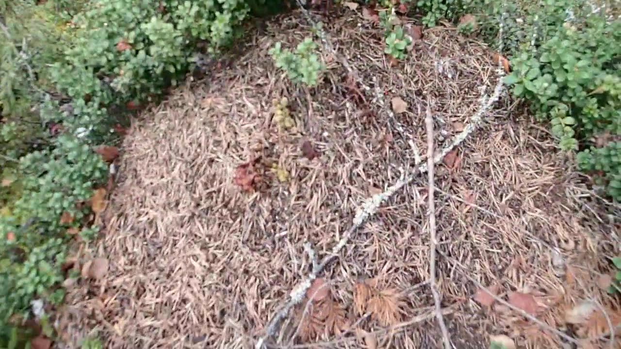 Sodankylä lähimaasoa lauantai 12. lokakuuta 2024P1010270OKTUB