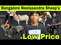 Bangalore Neelasandra Wholesale Sheep market for this bakrid 2025 ❤️🔥