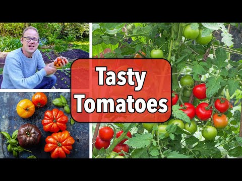 Growing Tomatoes From Sowing to Harvest