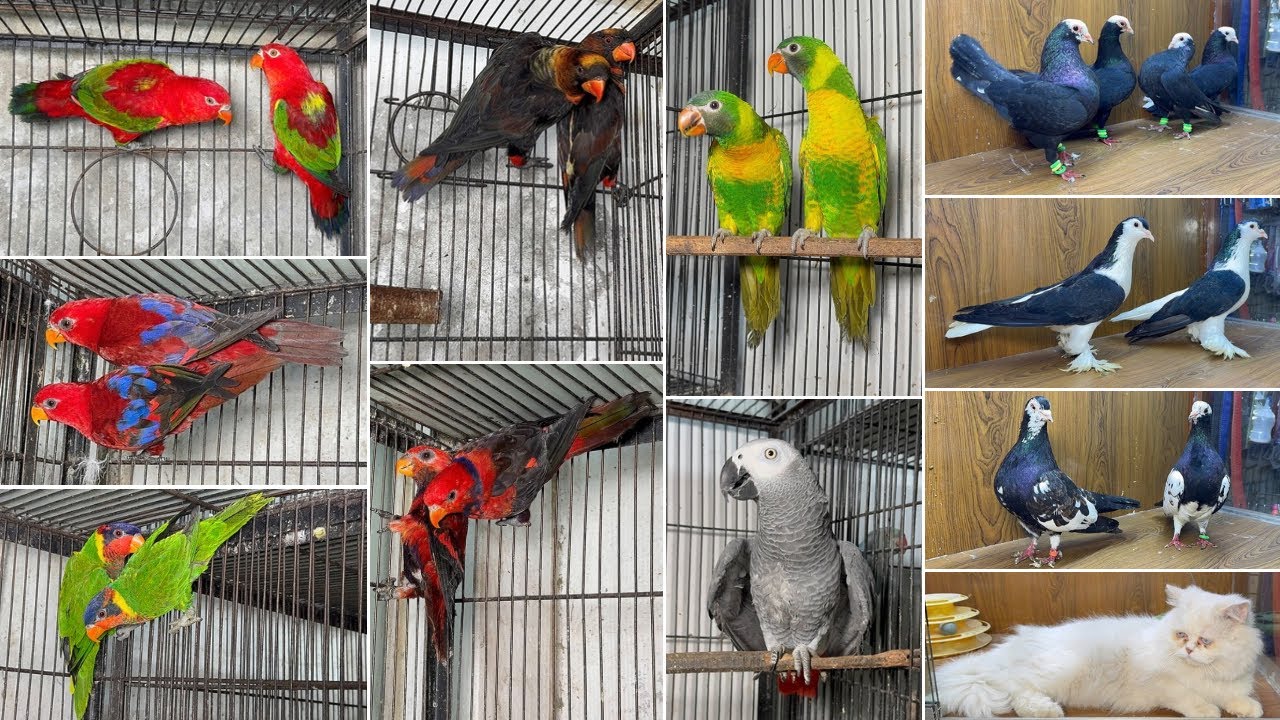 Birds Market Multan 21 February 2026 |Madni Birds Shop | Malik Danish | Handtamed Parrot Shop |