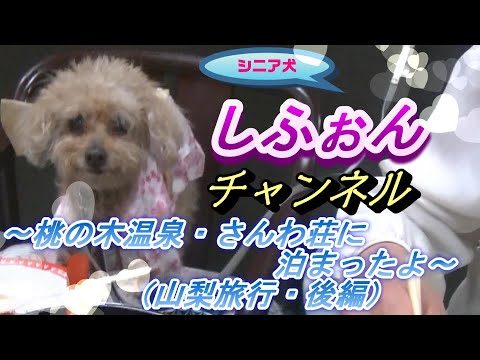 シニア犬トイプードル　しふぉんチャンネル　桃の木温泉さんわ荘に泊まったよ