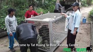 How to weigh a rescued bear cub?