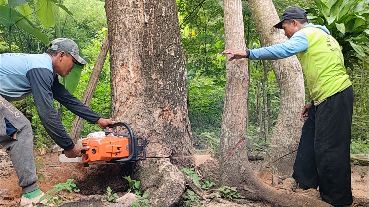 STIHL ms 881 !! Cut down 2 trees quickly and easily. - YouTube