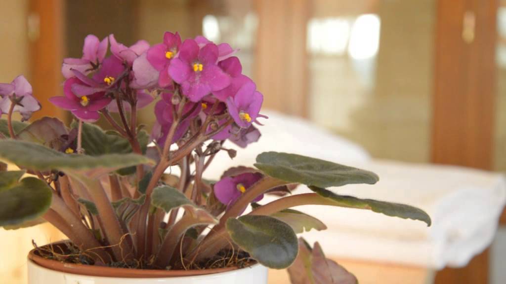 Zselicvölgy Szabadidőfarm bemutatkozó