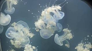 Georgia Aquarium Jelly Fish Cam | Powered by Ozolio Live Stream