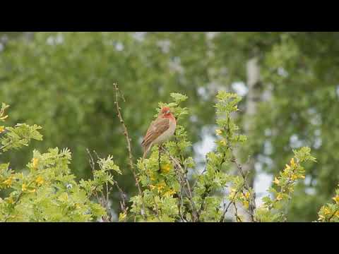 Обыкновенная чечевица