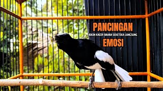 PANCINGAN KACER bahan SUSAH bunyi, KACER GACOR NGEPLONG bikin KACER MANAPUN ikut GACOR