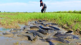 amazing fishing! a lots of big fish in field catching fish by best hand by a fisherman skill