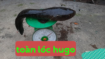 Câu Cá Lóc Đức Huệ, Toàn Cá To Chà Bá