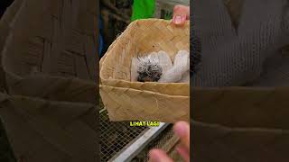 KITA BIKIN SURPRISE MAS ALI KASIH BURUNG ANEH INI! #iqbalizda #burung #hewan
