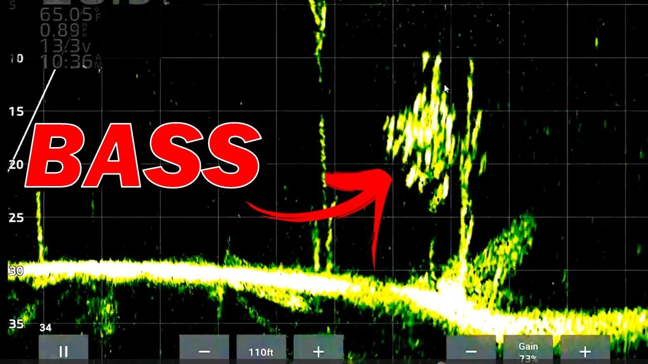 Определите бас на Livescope за 3 простых шага!