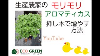 生産農家のアロマティカスの挿し木 増やし方 Youtube