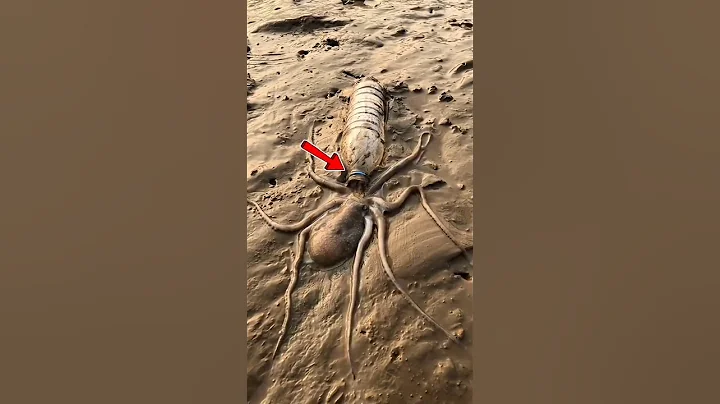 Why did the octopus get inside the bottle? #octopus #shortsfeed #shortsvideo