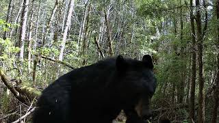 GardePro Trail Camera - Mama bear talking to her cub with gentle soft grunts. screenshot 2