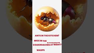 Brampton Cockroach Problem