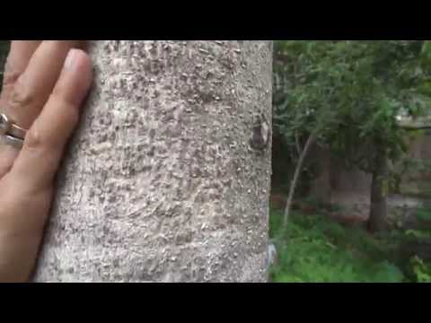 Fast Growing Timber n Herbal Tree-Gmelina Arborea(shivni,Gambhari)