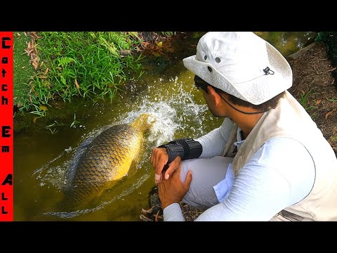 FISHING in a ROAD DITCH we FOUND GIANT EXOTIC FISH!