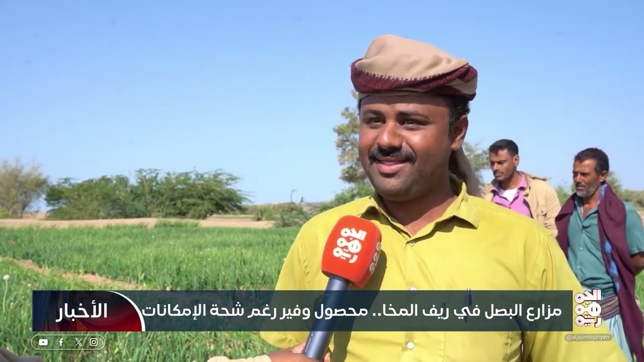 مزارع البصل في ريف المخا   محصول وفير رغم شحة الإمكانات