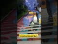 Grafiteiros retratam tucano, em escadaria cidade do Amazonas #shorts
