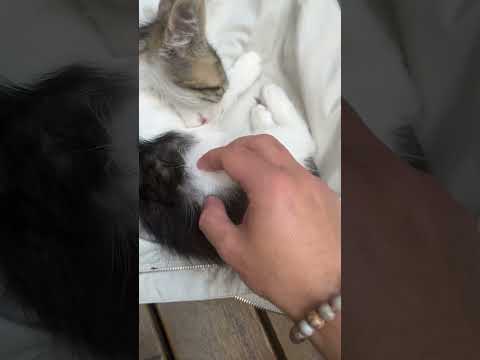 Yavru kedi miyav
