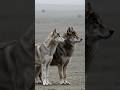 They look the same. They are not. 🐺 #shorts  #direwolf