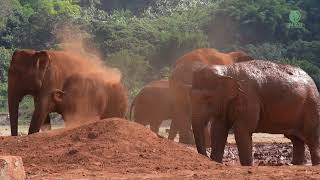 A Happiness Of Baby Elephant Pyi Mai & Chaba In Sanctuary  ElephantNews