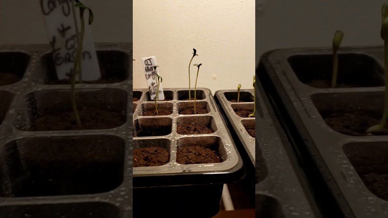 Hulie's alien orange Congolese & orangegasm.  boomer learning to grow series