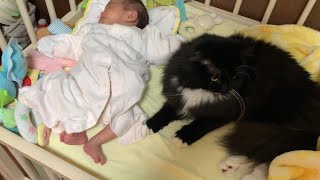 寛いでいる時、隣に赤ちゃんを置くと緊張してしまう猫　ラガマフィン　A cat nervous about its owner's baby