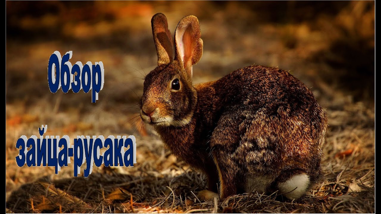 Заяц-русак и интересные факты о нём