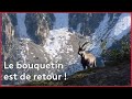 Le retour des bouquetins des Pyrénées