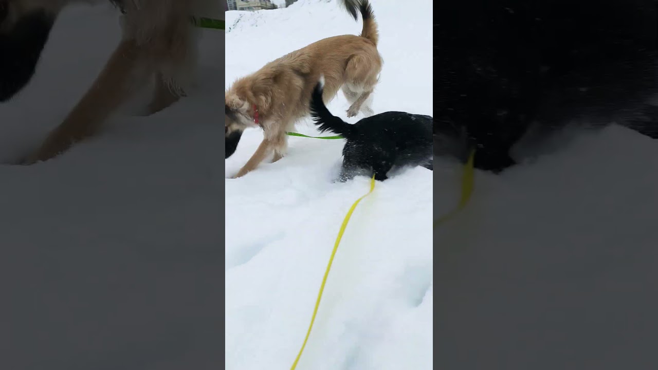 команда контр разведки