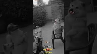 Dog Teaching best class wait for end🐶