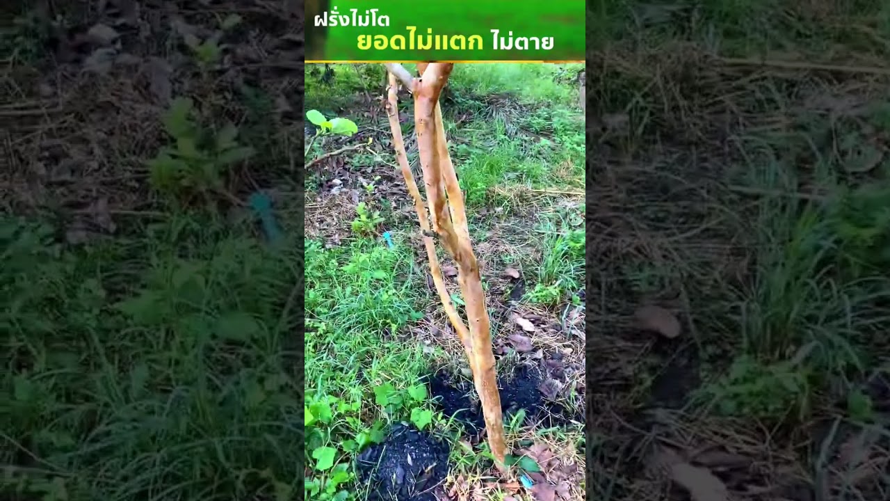 ฝรั่งต้นเล็กไม่โต จะแก้แบบไหนดี
