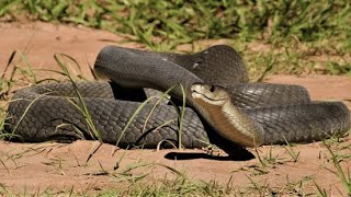 Download Lagu Na deze film zou je Black Mamba niet meer leuk vinden! MP3