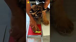 The Unique Ideny Of Tigers To Prevent Illegal Trade