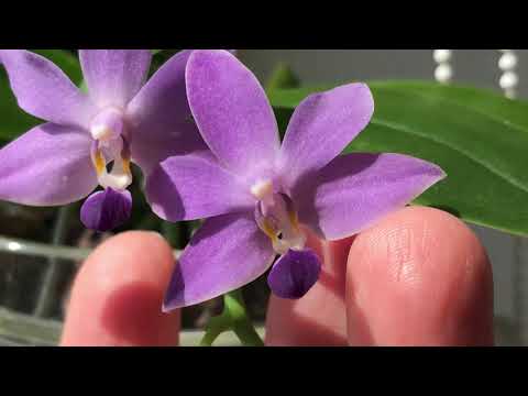 Video: Phalaenopsis, Orkide Kvartirada Saqlash Asoslari - 1