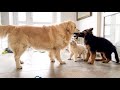 Funny Golden Retriever Playing Like a Little Puppy