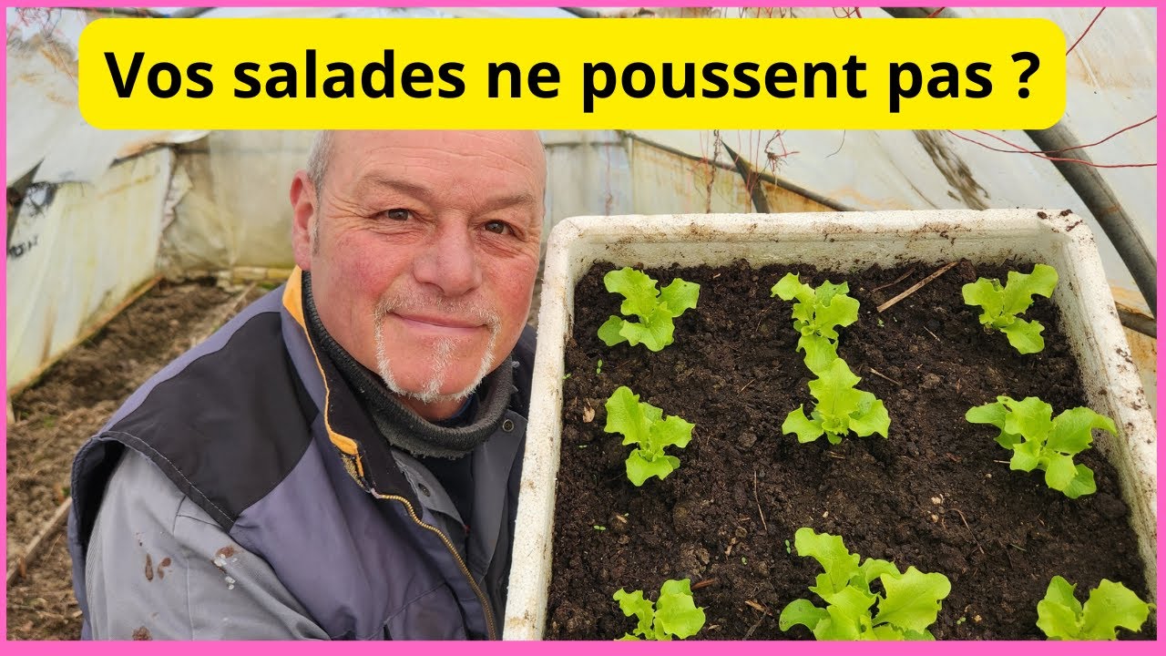 Que faire si vos petites salades ne poussent pas ?