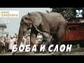 Боба и слон (1972 год) семейный