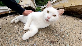 背中がピンク色に染まった白猫、甘えているようで警戒している？